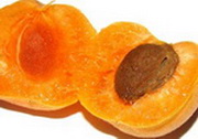 Косточка лекарственного растения абрикос обыкновенный