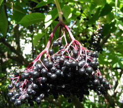 Лекарственное растение бузина черная (ягоды)