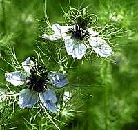 Цветок лекарственного растения чернушка