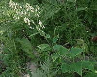 Лекарственное растение какалия копьевидная