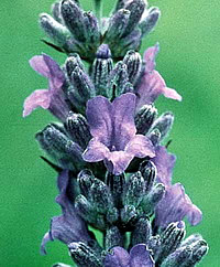 Лаванда (цветок) - лекарственное растение