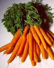 Лекарственное растение морковь посевная