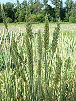 Лекарственное растение пшеница мягкая