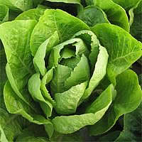 Лекарственное растение салат посевной