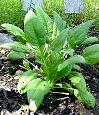 Лекарственное растение - шпинат