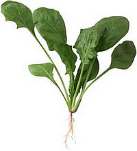 Лекарственное растение - шпинат (листья)