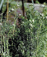 Лекарственное растение тмин обыкновенный
